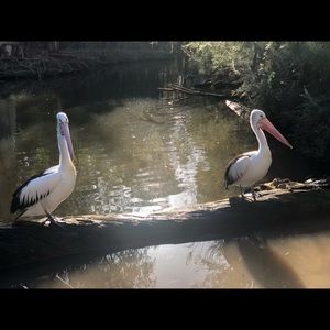 Meet your Posher, Ariam